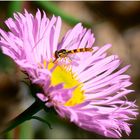 dans les asters...