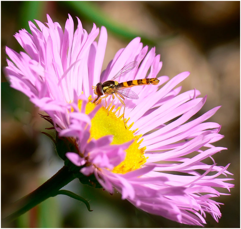 dans les asters...