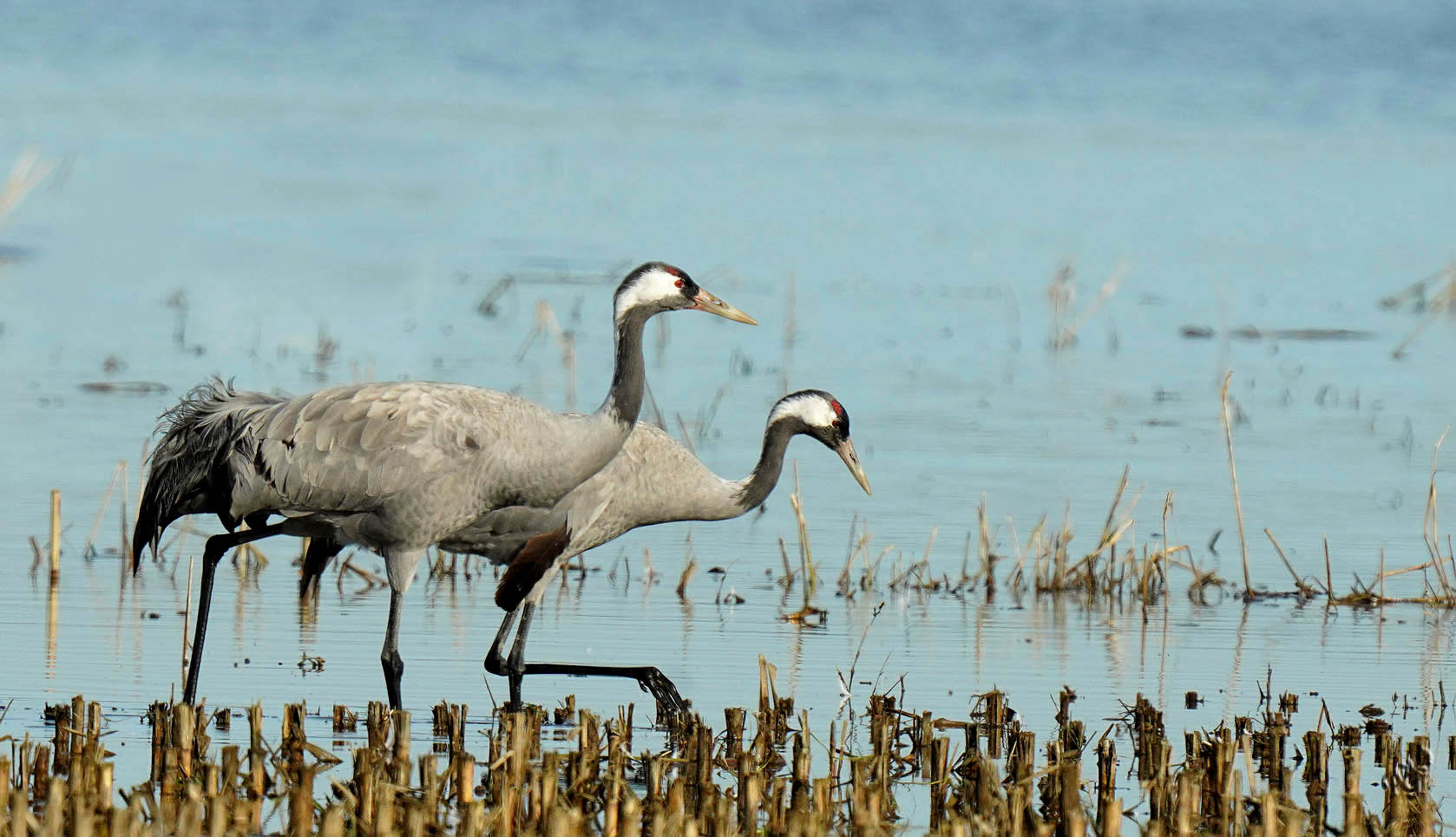 Dans les Barthes inondées, les grues cendrées