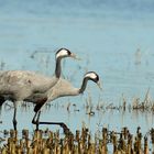 Dans les Barthes inondées, les grues cendrées