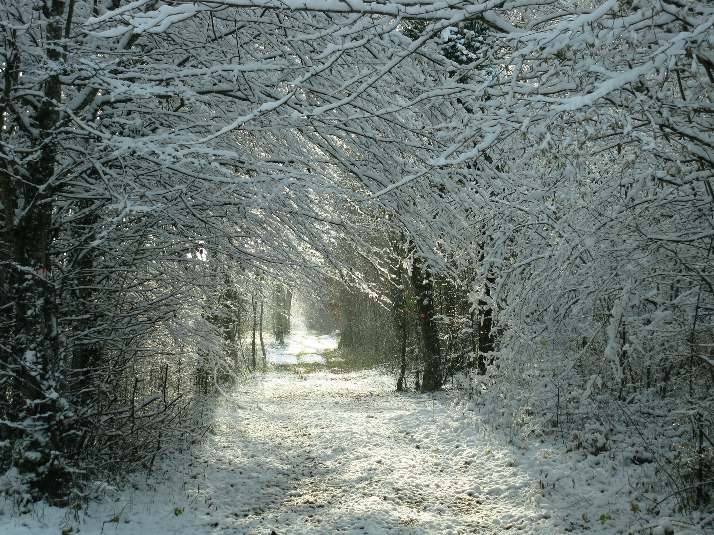 dans les bois