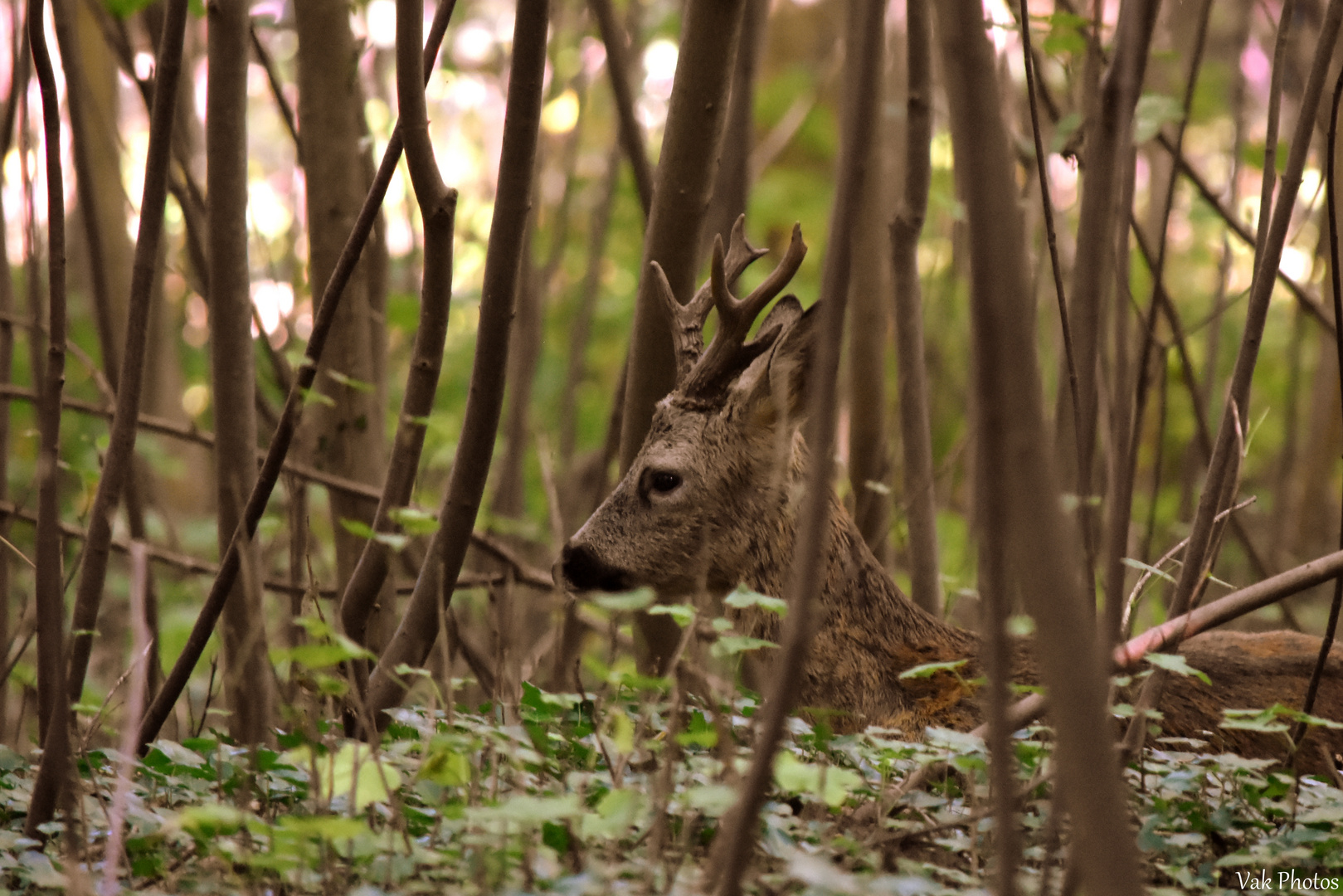 Dans les bois