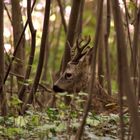 Dans les bois