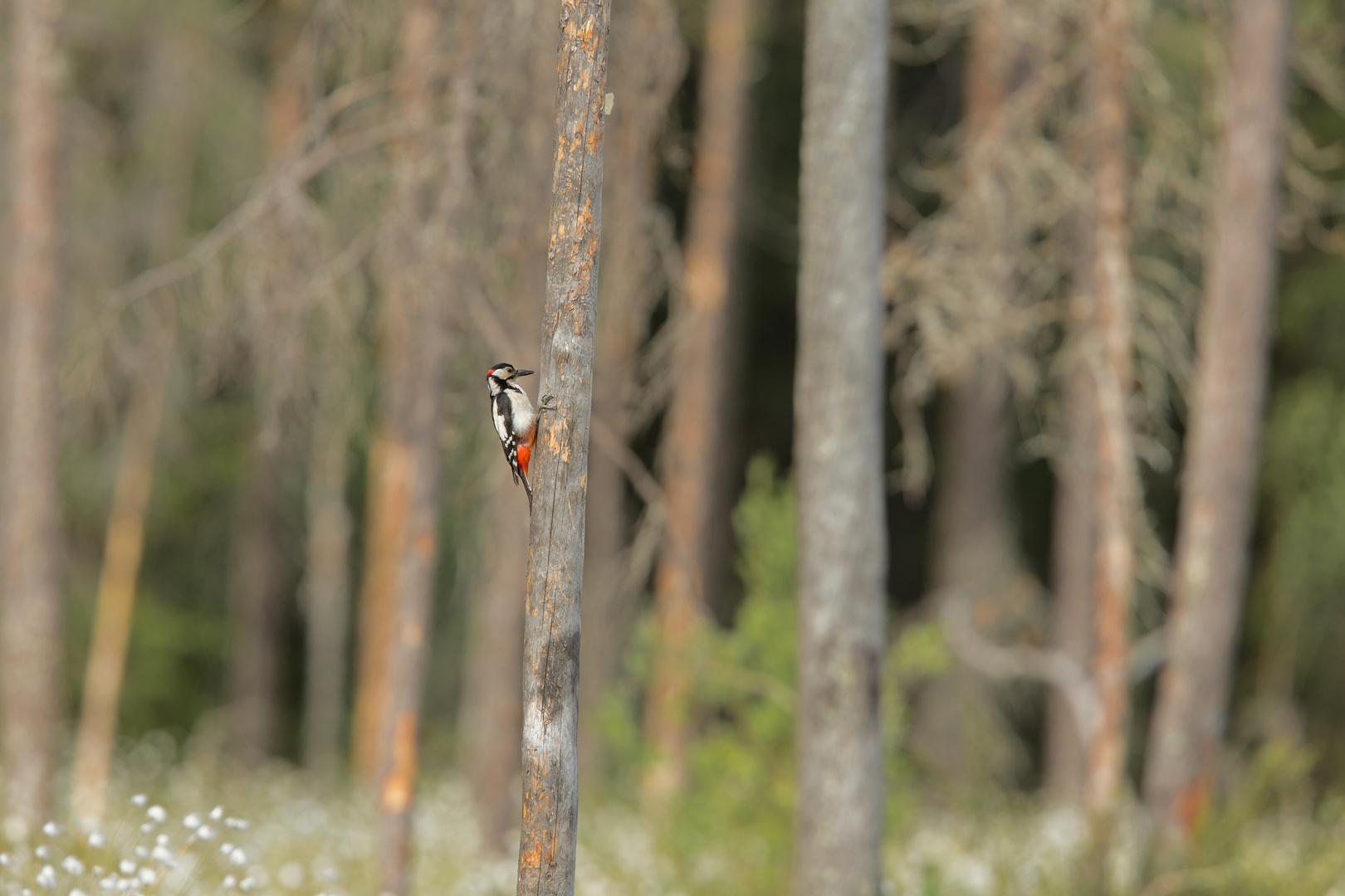 Dans les bois