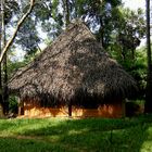 Dans les bois d'Auroville ! ...