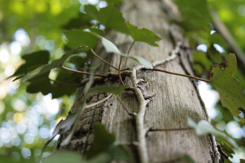 Dans les bois