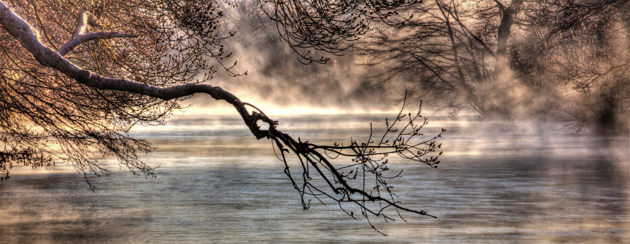 DANS LES BRANCHES