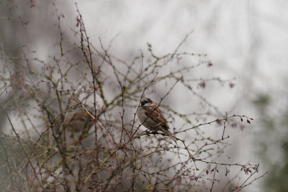 Dans les branches