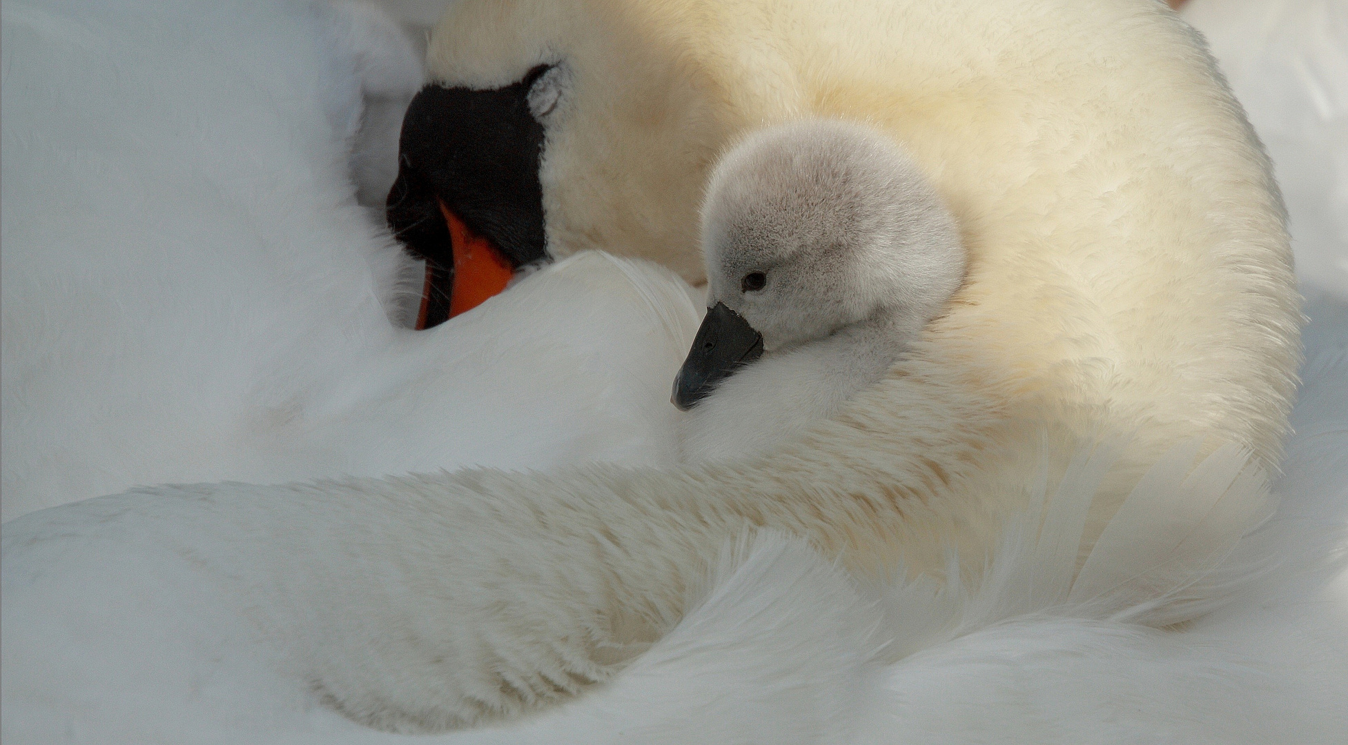 Dans les bras de maman il fait bon faire la sieste