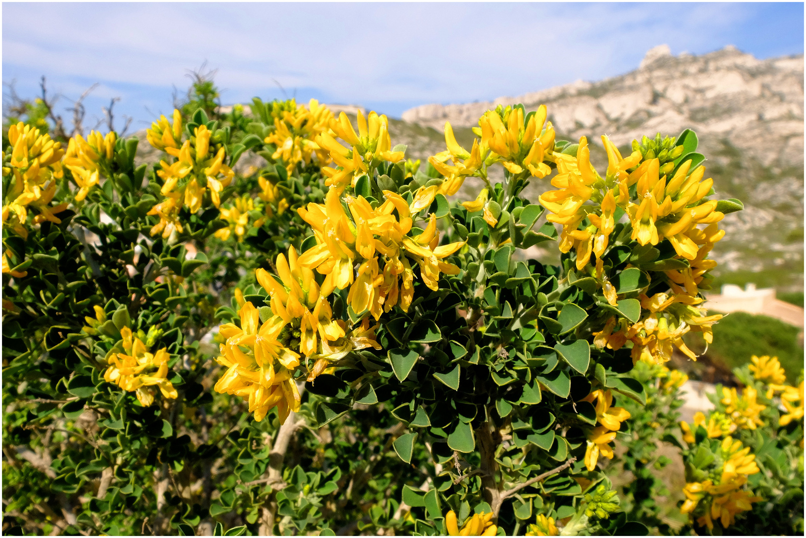 Dans les calanques (2)