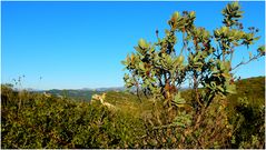 Dans les calanques (3)