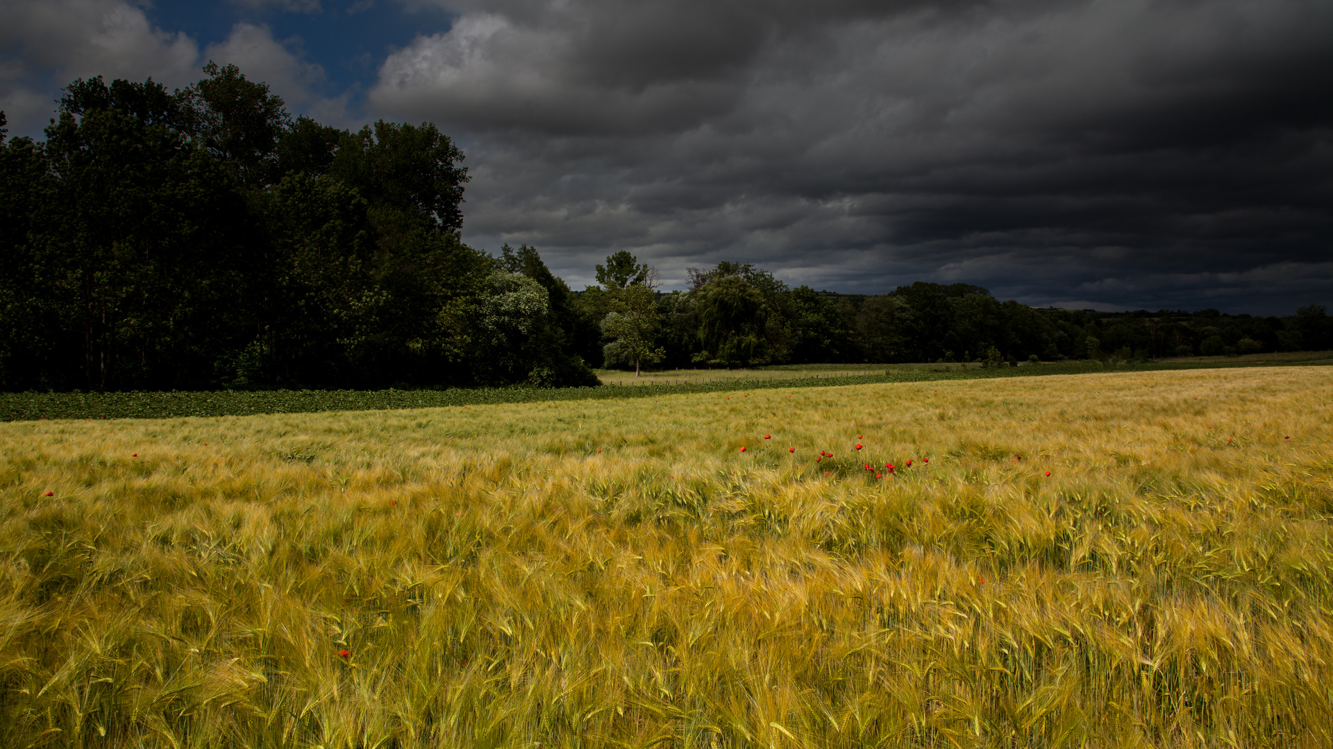 Dans les champs