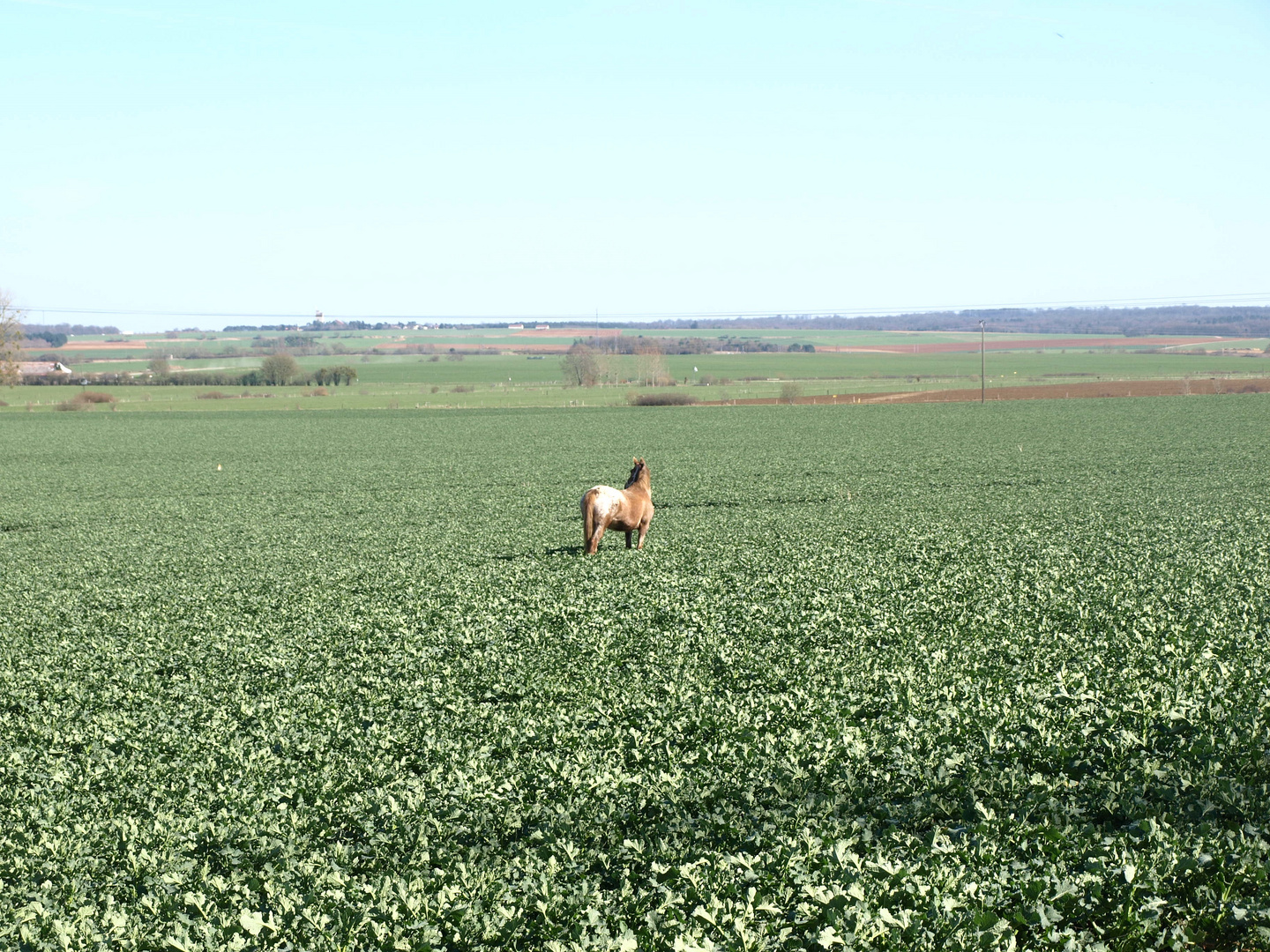 dans les champs...