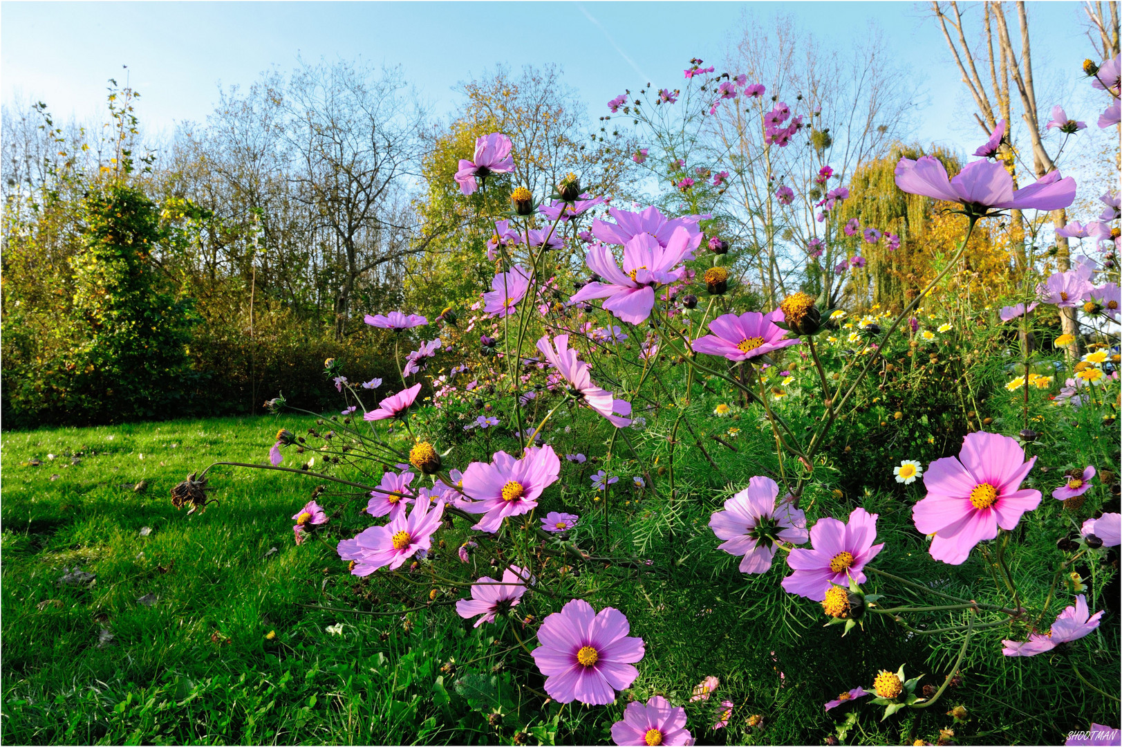 Dans les Cosmos...