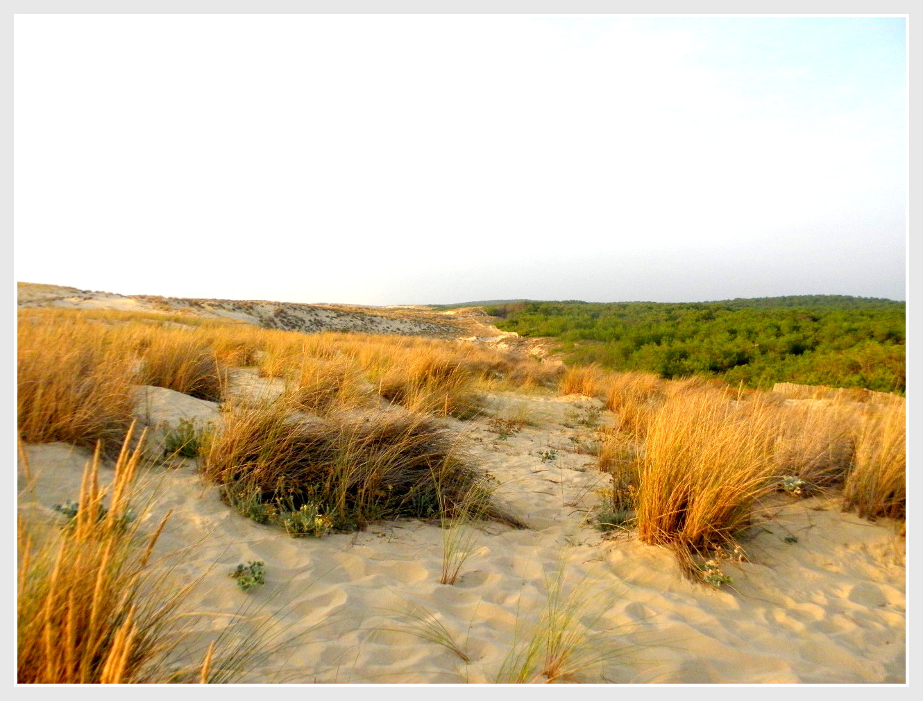 DANS LES DUNES