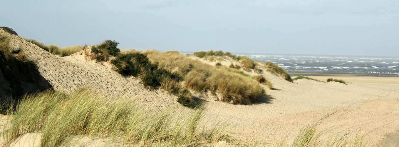 Dans les dunes