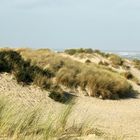 Dans les dunes