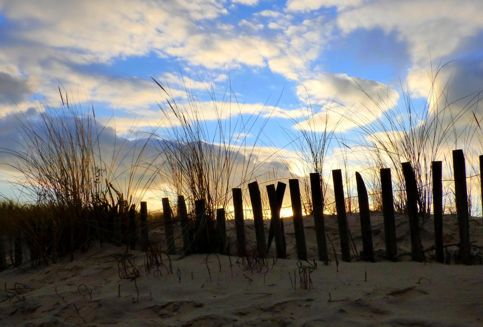 Dans les dunes