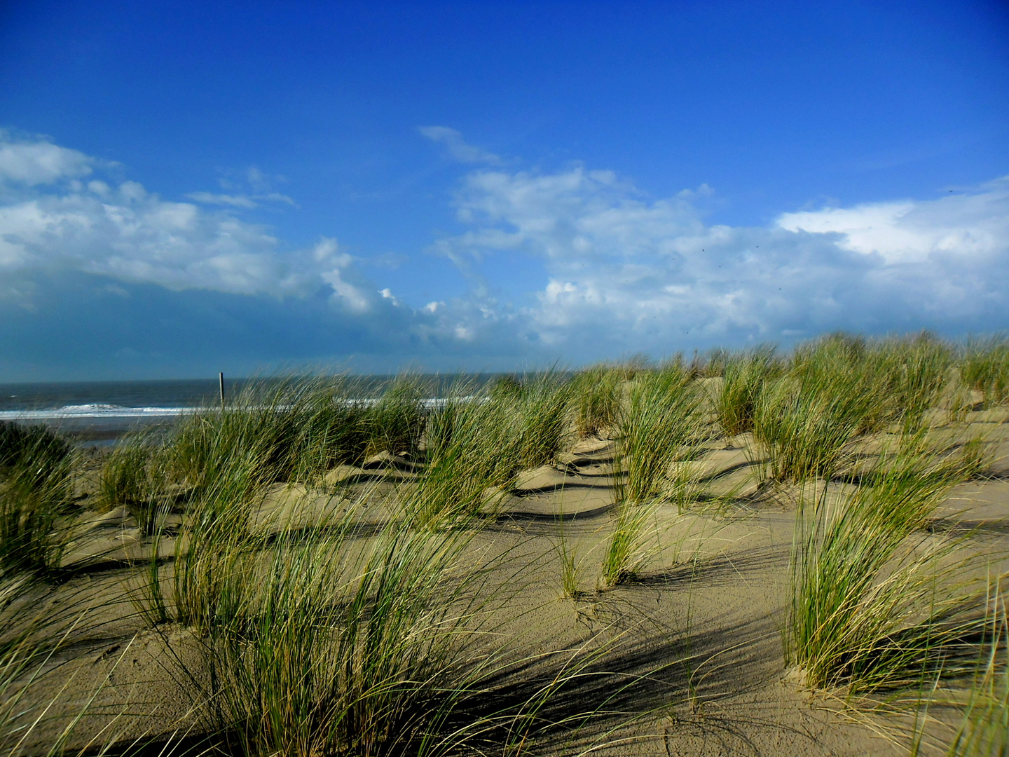 dans les dunes