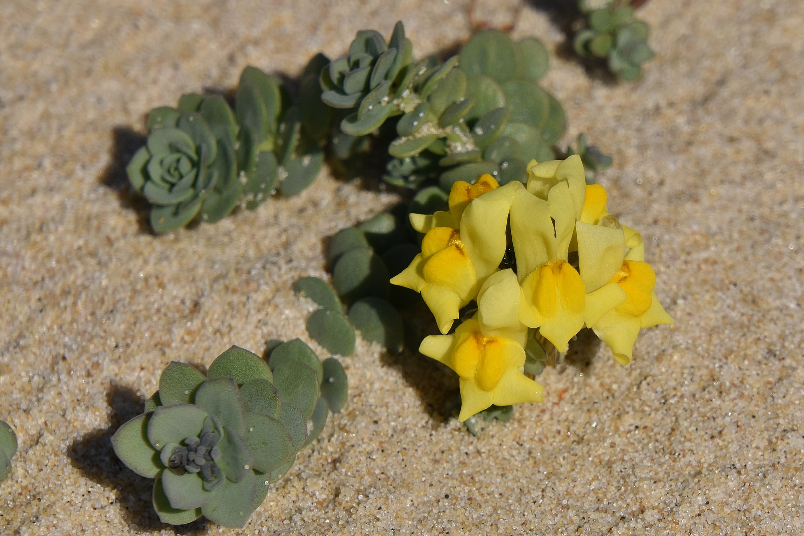 Dans les dunes....