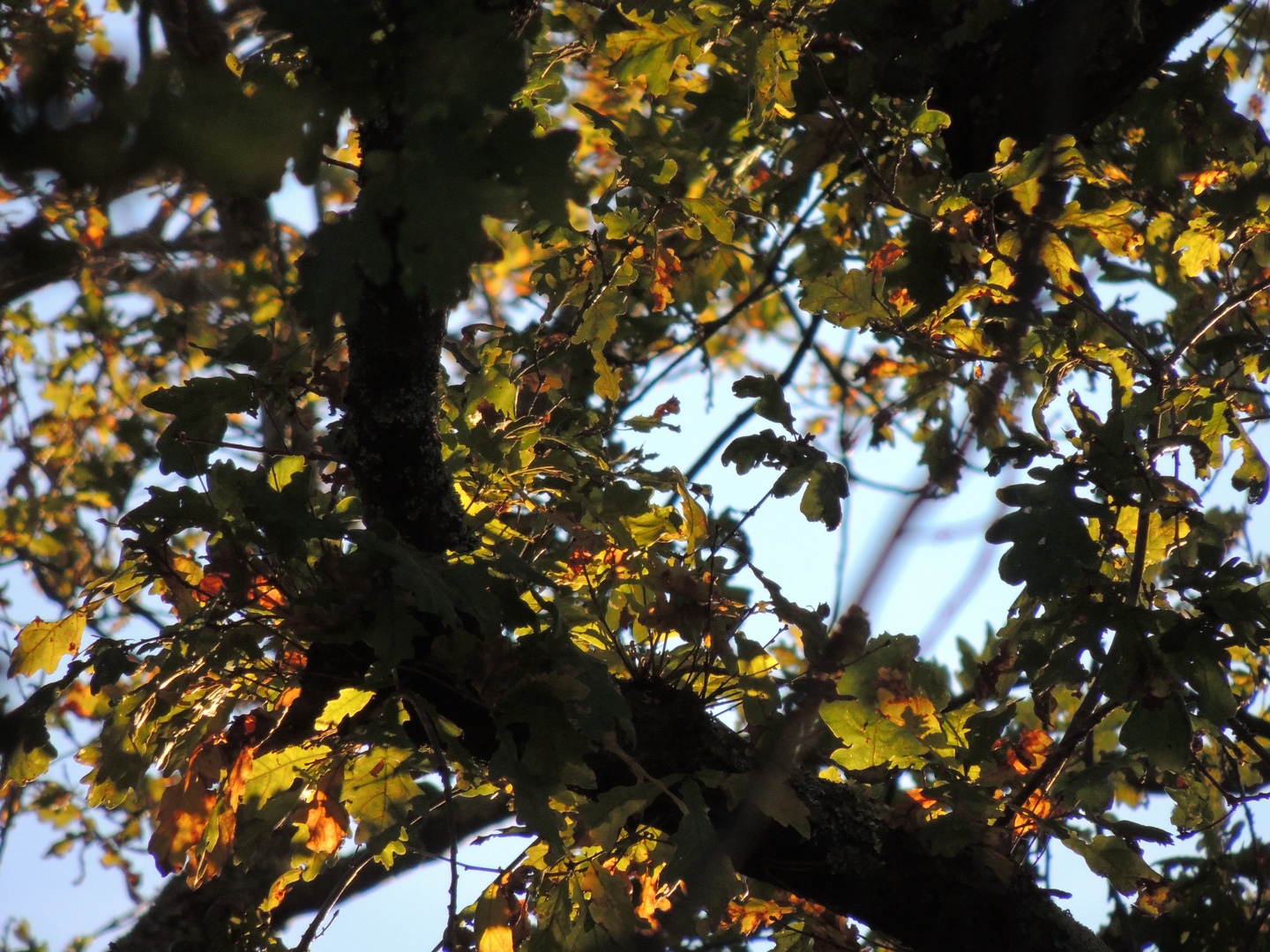 dans les feuilles