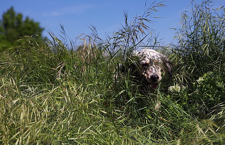 Dans les grandes herbes