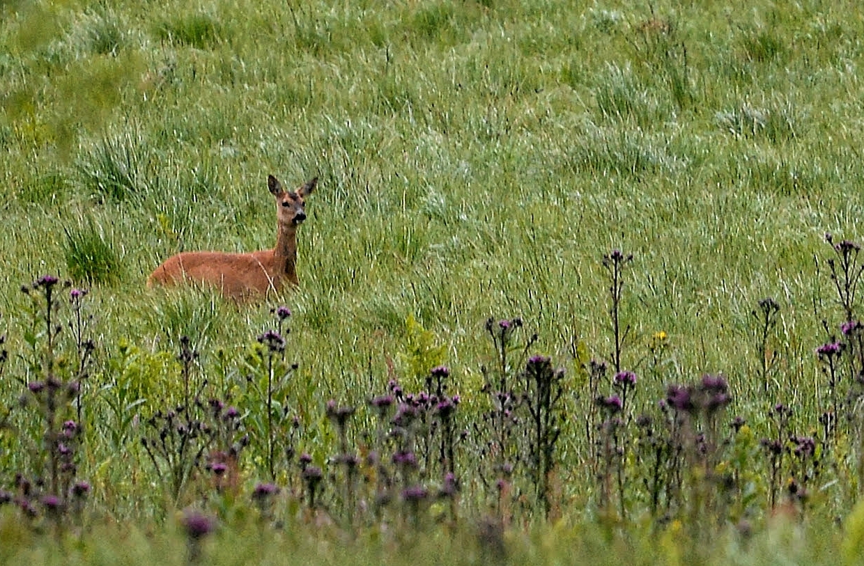 Dans les Hautes Fagnes