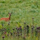 Dans les Hautes Fagnes