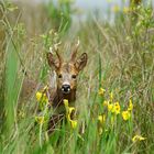 Dans les hautes herbes .....