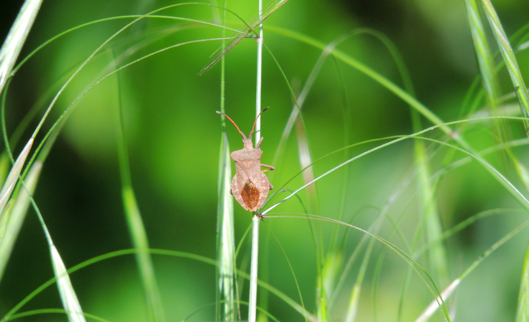 Dans les hautes herbes