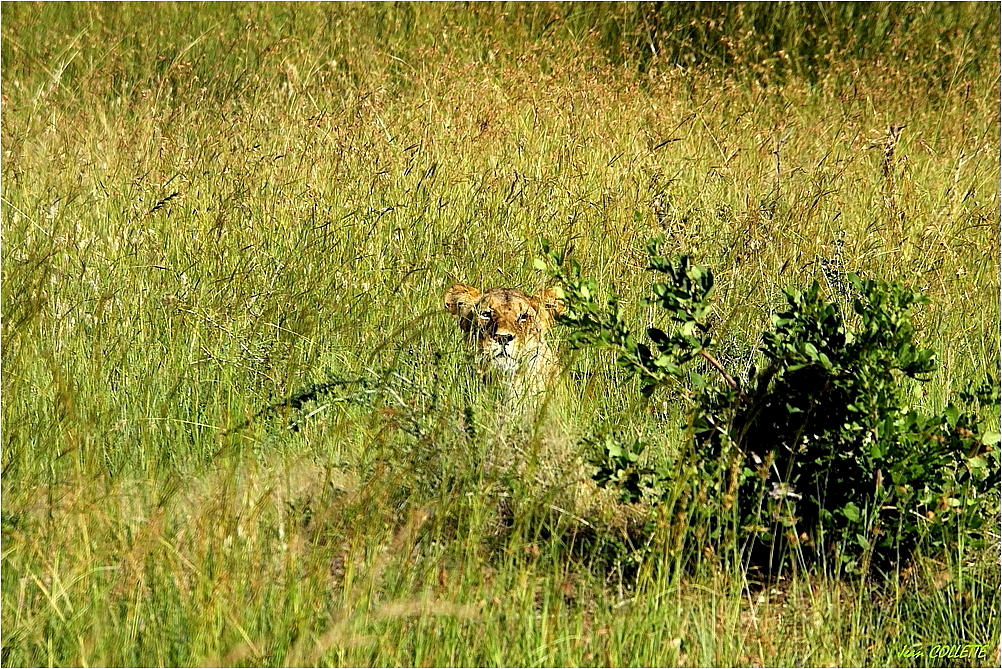 " Dans les hautes herbes de la savane "