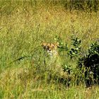 " Dans les hautes herbes de la savane "