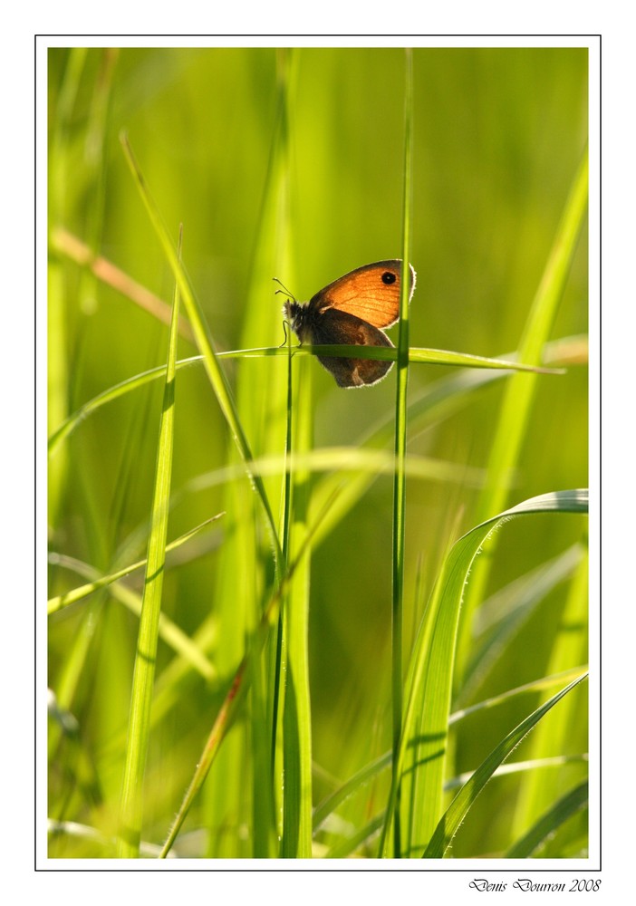 Dans les herbes