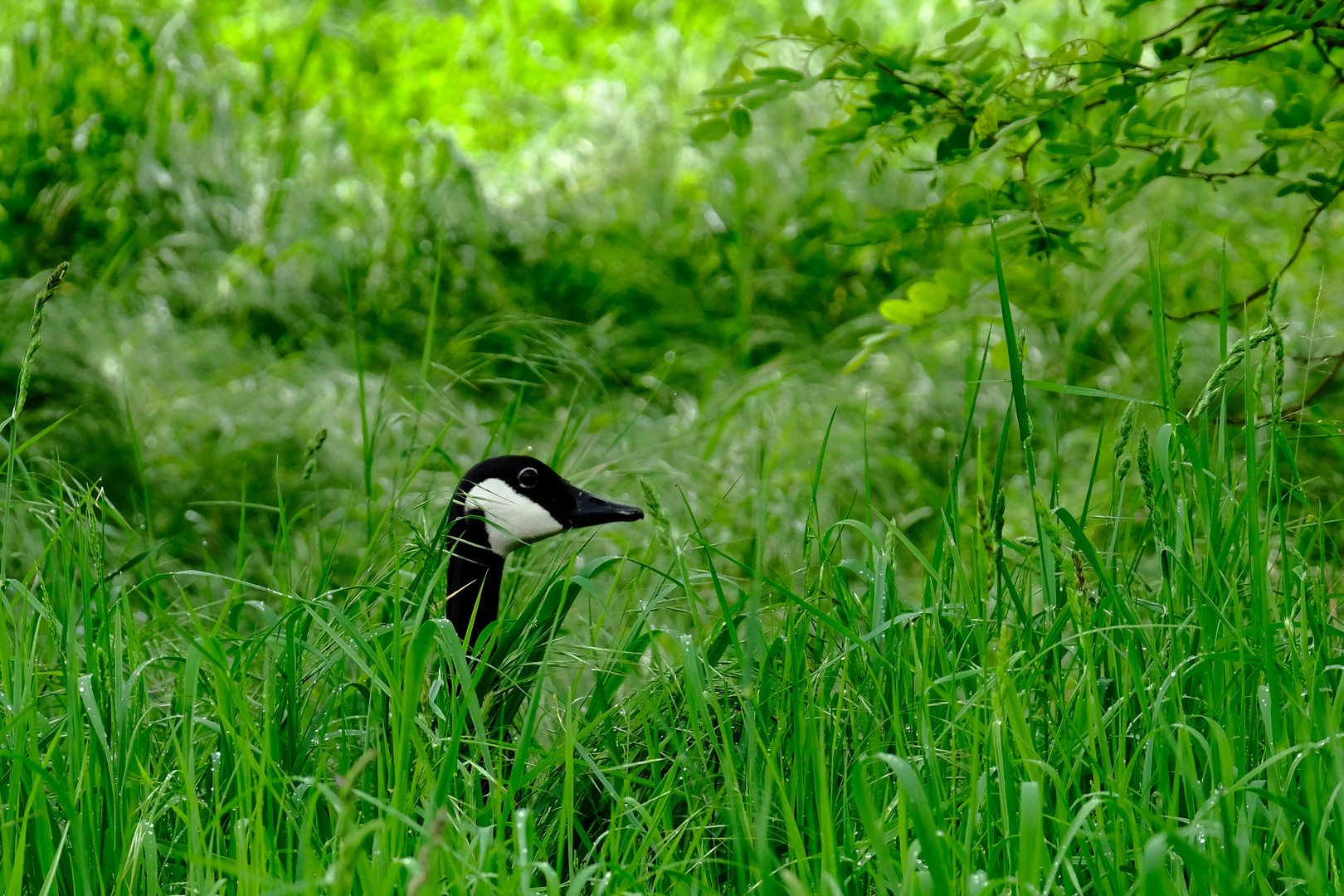  dans les herbes 