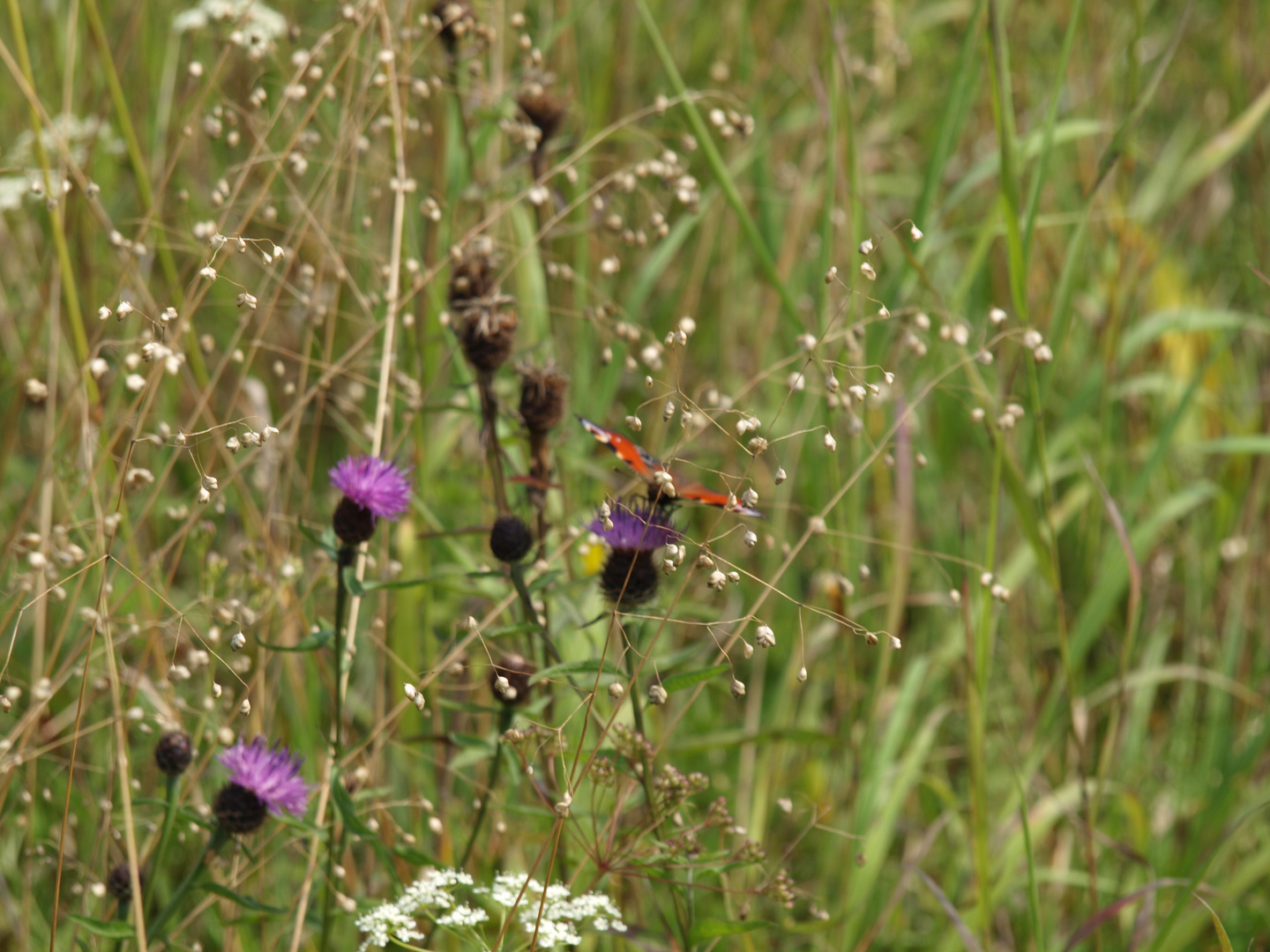 dans les herbes hautes