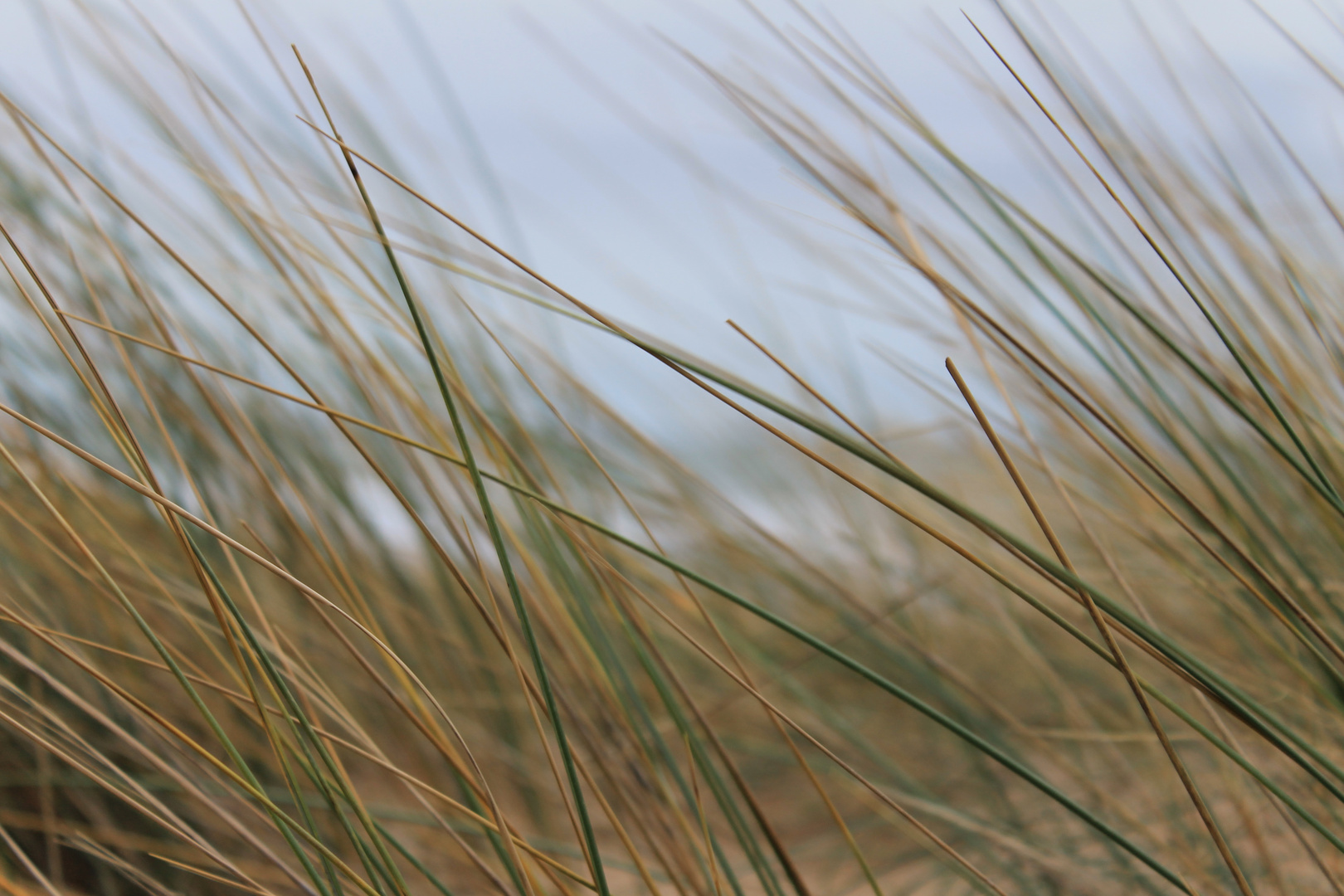 Dans les herbes hautes