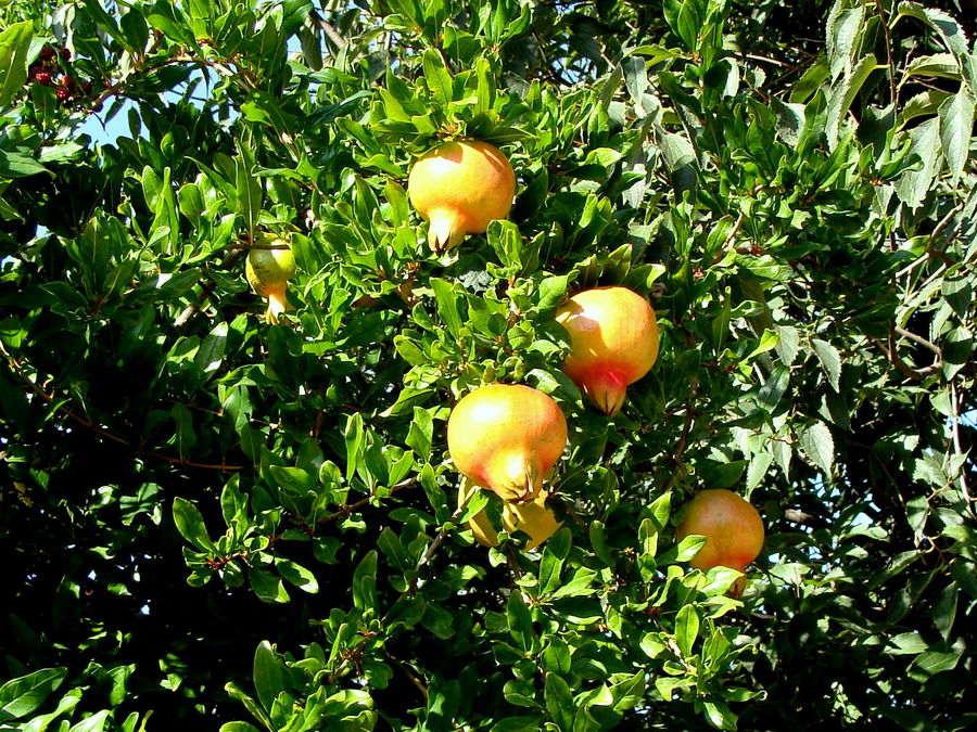 Dans les jardins de Calles / En los jardins de Calles..01