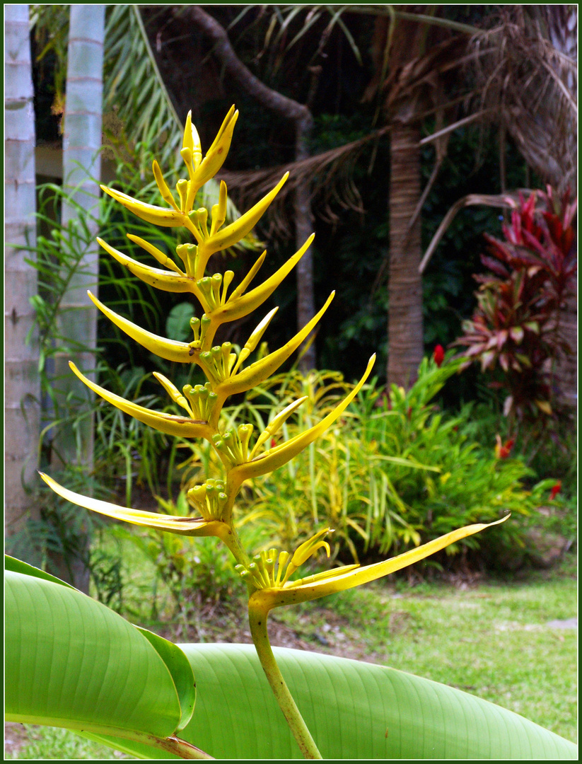 Dans les jardins de l’Hôtel Evasion - Sarraméa - In den Gärten des Hotels Evasion