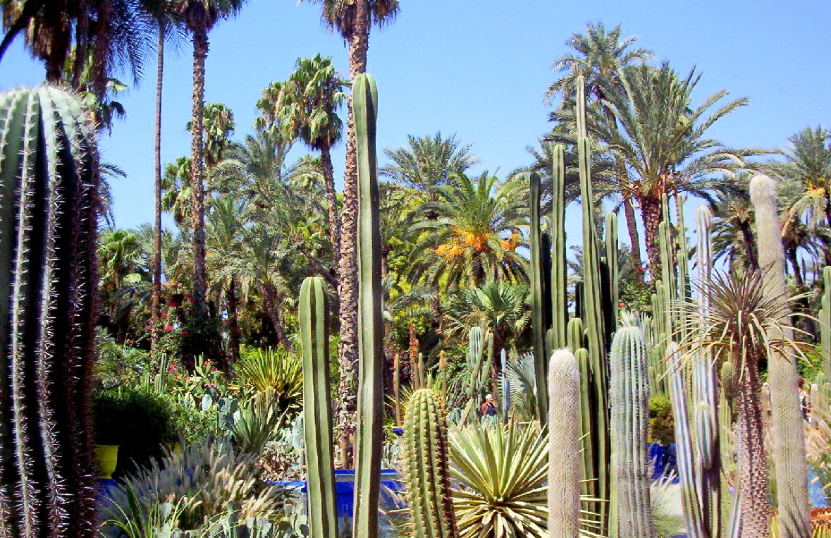 Dans les jardins de Majorelle, Maroc