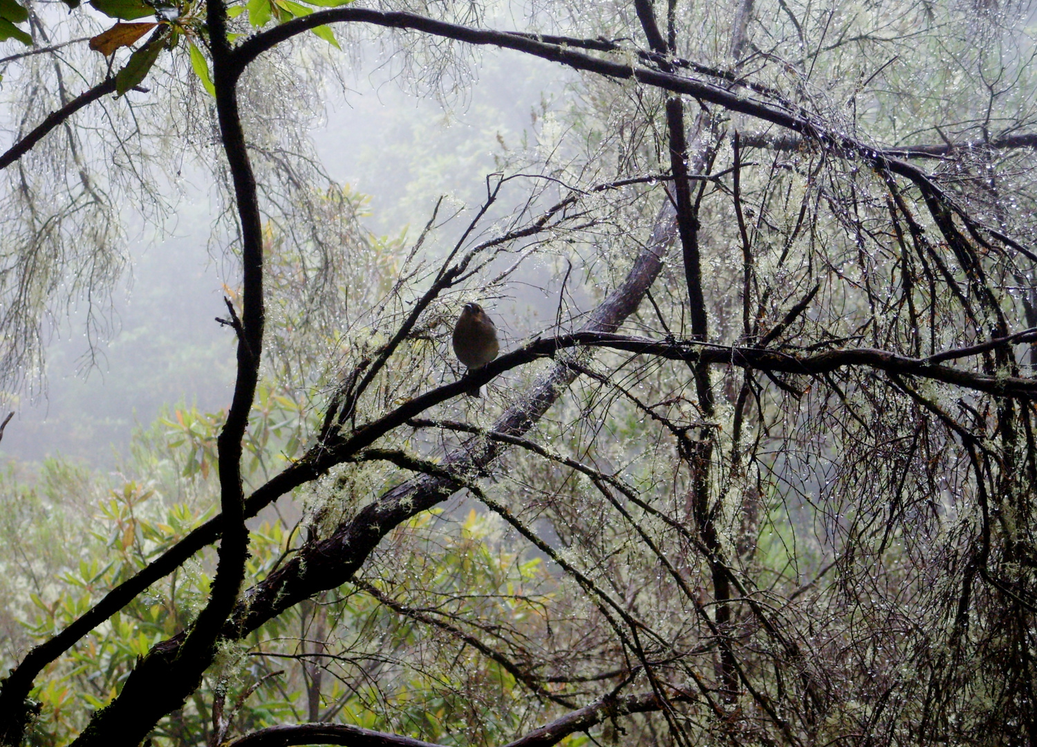 dans les Levadas a Madeira