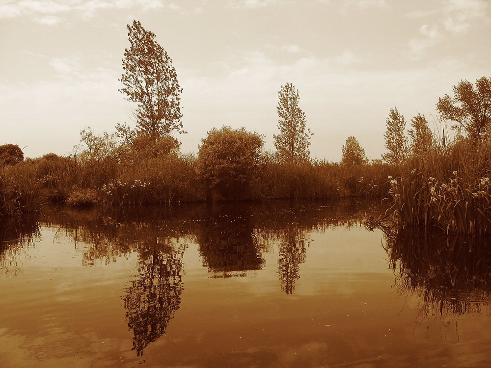 dans les marais