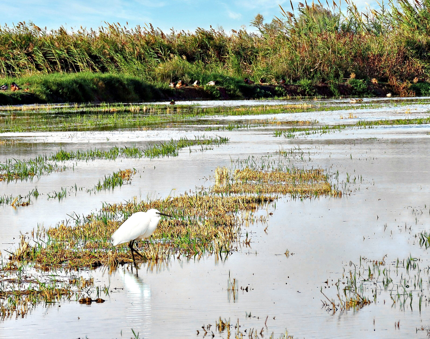 dans les marais de l'Albufera