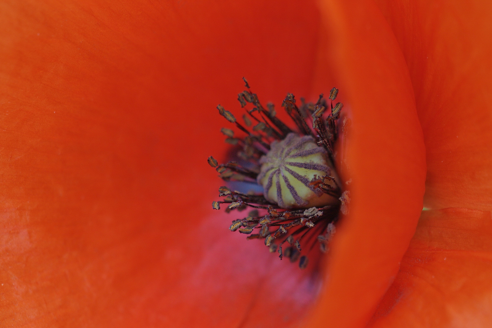 Dans les méandres d un coquelicot