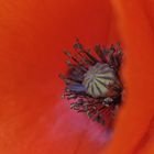 Dans les méandres d un coquelicot