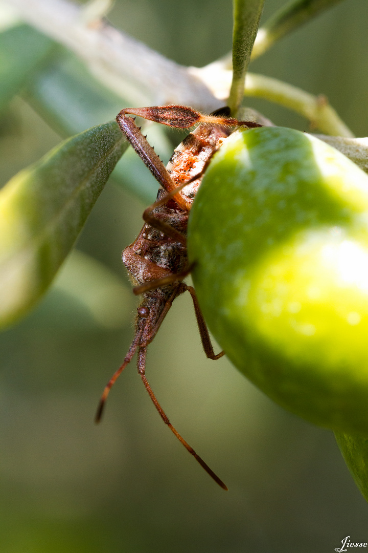 dans les olives