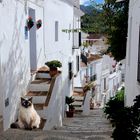 Dans les petites rues de Frigiliana