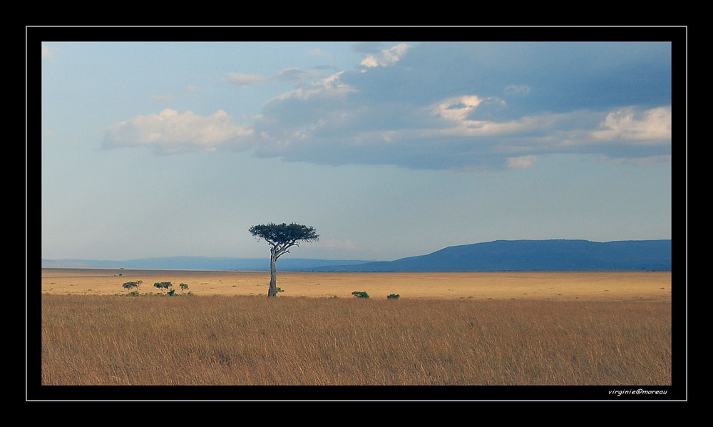 Dans les plaines du Masai Mara