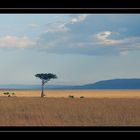 Dans les plaines du Masai Mara