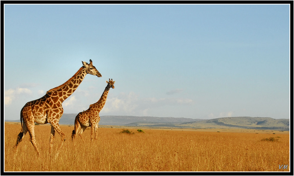 Dans les plaines du Masai Mara...