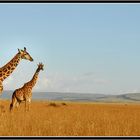 Dans les plaines du Masai Mara...